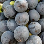 Scratched Grapes (Walla Walla)