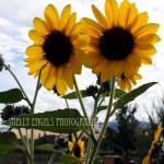 Shared Stem (Walla Walla)