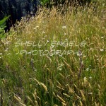 Snoqualmie Grass (Seattle)