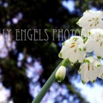 Spring Snowflake (Seattle)