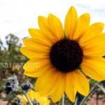 Sunflower (Walla Walla)