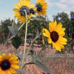Sunflower & Beeds (Walla Walla)