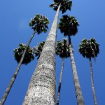 Tall Palms (Los Angeles)