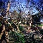Twisted Trees (Dallas)