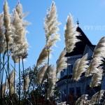 NEW - Victoria Stalks (Victoria, BC)