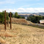 Walla Walla Vineyard (Walla Walla)