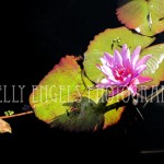 Water Lilly (New York)