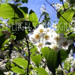 White Blossoms (Vancouver BC)