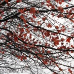 Winter Leaves (Seattle)