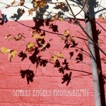 Winter Tree Leaves (Seattle)