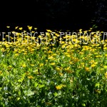 Yellow Flowers (Vancouver BC)
