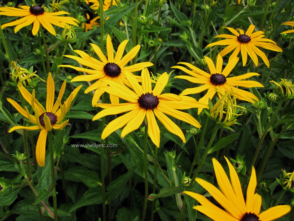 Yellow Petals (Seattle)