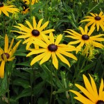 Yellow Petals (Seattle)