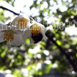 Yellow Pollen (Vancouver BC)