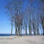Beach Trees (Seattle)