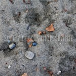 Black Rock (Seattle)