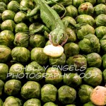 Brussel Sprouts (Seattle)