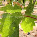 changing seasons (Walla Walla)
