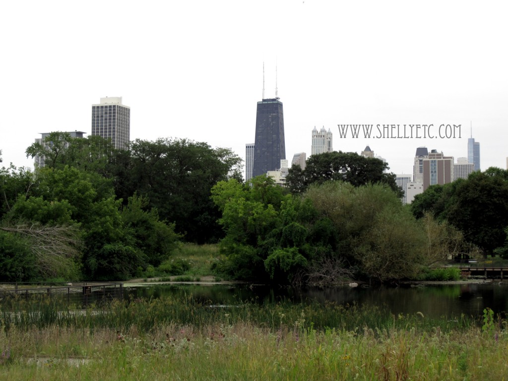 New - city pond (Chicago)