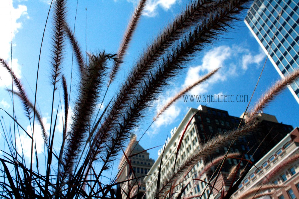 New - city stalks (Chicago)