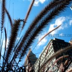 city stalks New - city stalks (Chicago)
