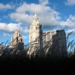 clock stalks New - clock stalks (Chicago)