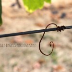curled wire curled wire (Walla Walla)