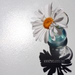NEW - Daisy (Victoria, BC)