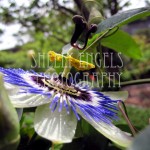 Dewey Passionflower (Seattle)