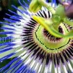 Dewey Passionflower #2 (Seattle)