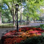 fall in the park (NY)