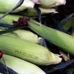 green husks (Chicago)