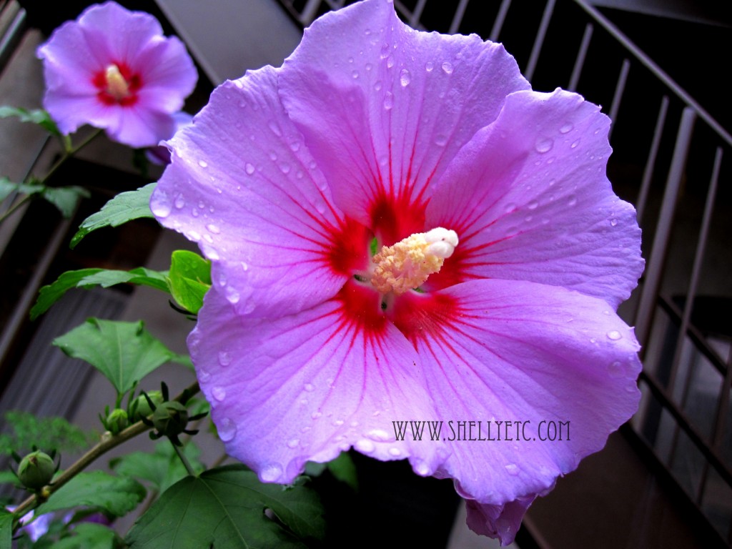 New - hibiscus (Chicago)