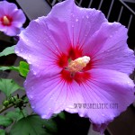 hibiscus (Chicago)