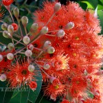 NEW - Orange Blooms (San Francisco, CA)