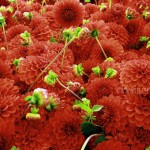 NEW - Orange Dahlias (Seattle)