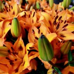 NEW - Orange Lillies (Seattle)