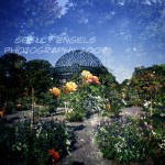 Rockefeller Rose