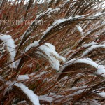 snowy colored grass (Seattle)