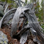 Twisted Wood (WA)