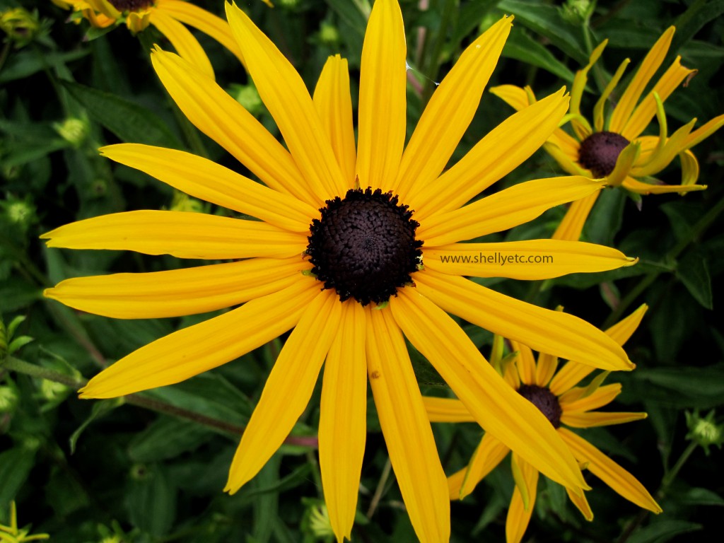 New - yellow burst (Seattle)