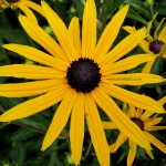 yellow burst (Seattle)